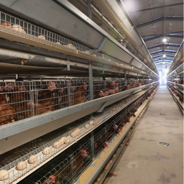 Hot-Dip Galvanized Steel Automatic Chicken Cage with 15-20 Year Lifespan and Automated Feeding System