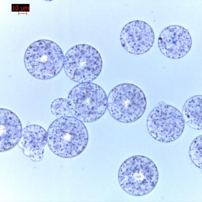 Agrose Protein G Magnetic Beads For Protein Purification 30 μm 500 mL