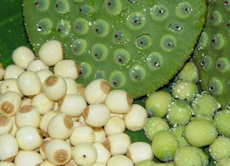 Lotus seed Extract  10:1  TLC  Stand against insomnia, 100% natural ingredients or healthcare, Chinese manufacturer