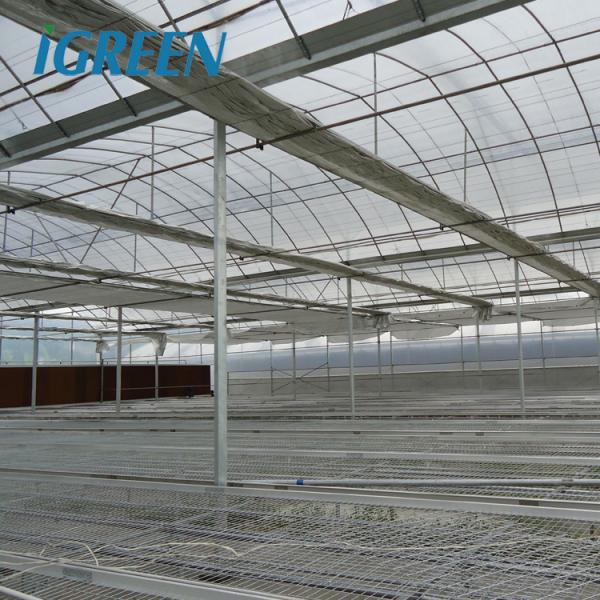 Équipement agricole pour la culture de tomates, ventilation de toit, serre multi-travées