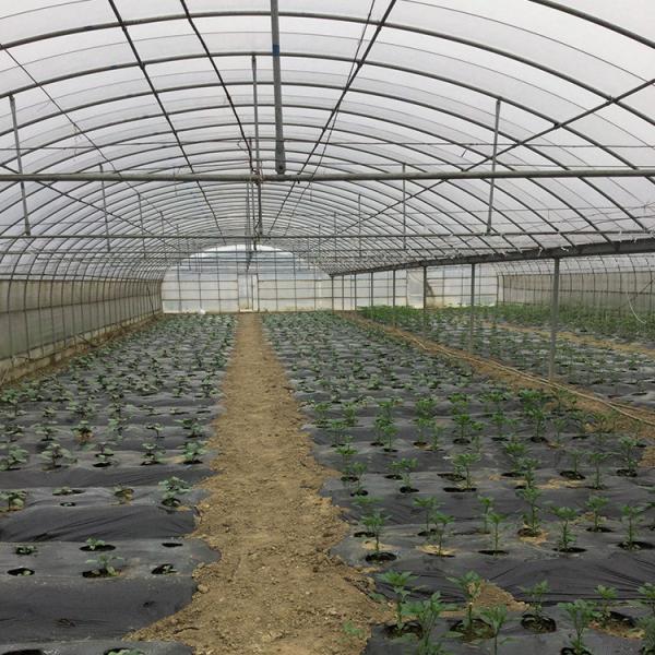 High Tunnel Pe Film Multi Span Greenhouse Automatic Control Agriculture Hydroponic