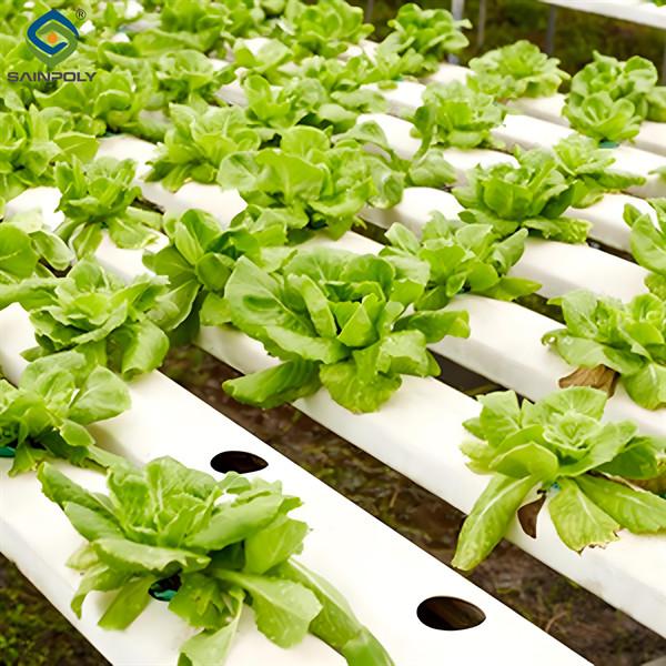 Large Size Hydroponic Farming Greenhouse For Vegetable Fruits Growth