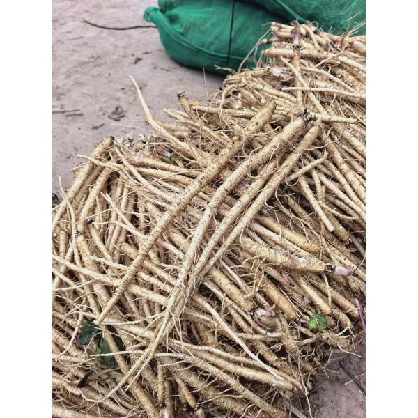 Natural Cultivation Adenophora Root China Herbs Adenophora Stricta Miq