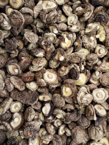 Umidade secada saudável do cogumelo de Shiitake 11% nenhuns odores estrangeiros