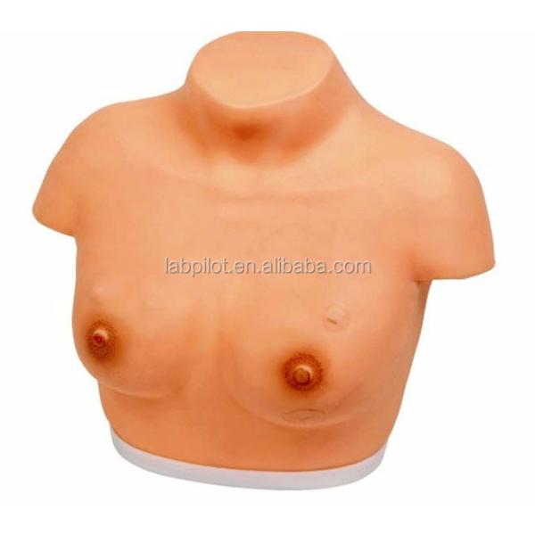 Vivid Female Torso Manikin with Breast Examination and Palpation Demonstration Model