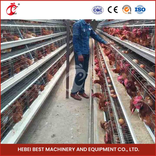 A Type Full Automatic Chicken Cage Equipment For 20,000 Capacity Poultry Farm Sandy