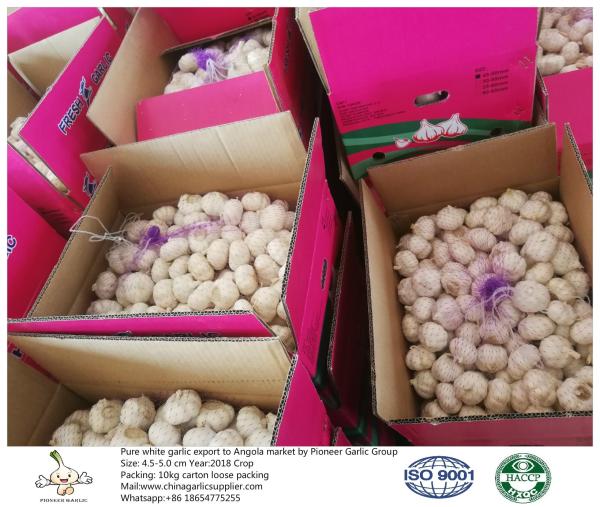 China fresh garlic export to Angola with 4.5-5.0cm 10kg loose packing carton.