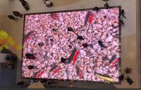 Full Color P4.81 Disco LED Piso de Dança Multiscene Piso de Dança Interativo