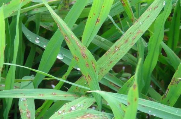 Preventive Therapeutic Effects for Soft Rot of Chinese Cabbage 6% Kasugamycin Fungicide