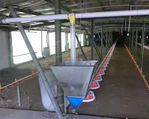 Automatic Complete Broiler Pan Feeding System