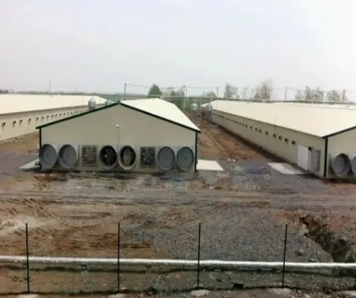 Hot-dip Galvanized Prefabricated Steel Poultry House with 5000 Birds Capacity and Climate Control