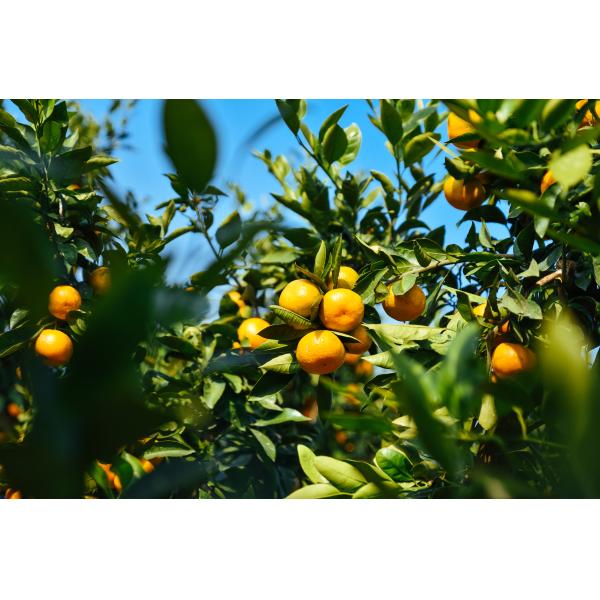Organic Fertilizer Humic Acid s Best Solution for Soil Improvement