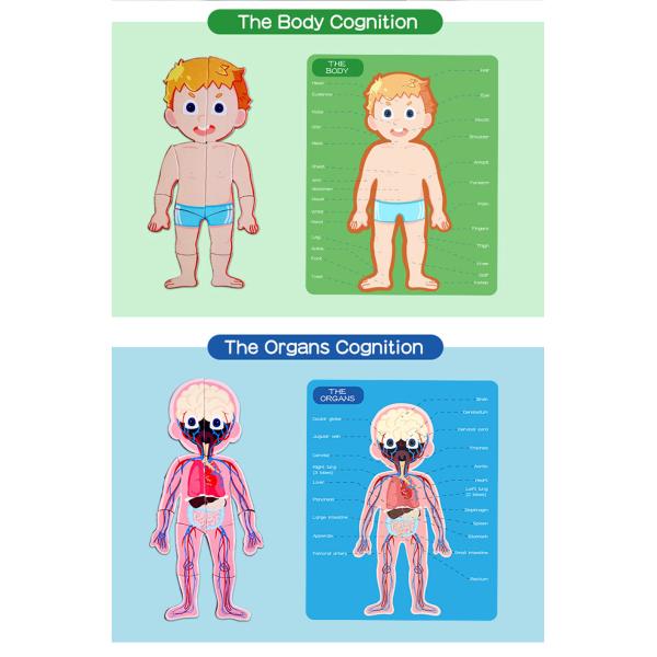 Magnetic Human Body Jigsaw Puzzle Preschool Creative Cognitive Skills Training