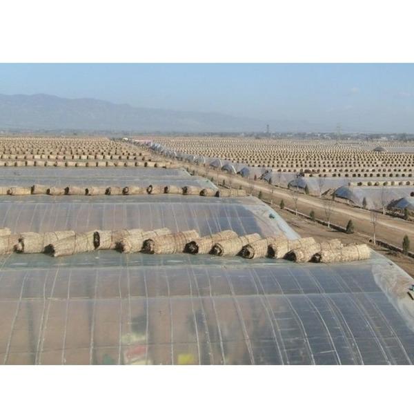 Manafacture PE Material Pre-stretch Perforated UV Resistant Agriculture Film Cover Material and PE Material poly green