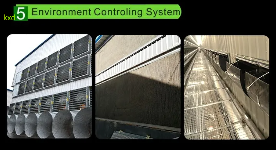 Hot-dip galvanized H-type layer cage with high egg laying rate and good ventilation for large scale poultry breeding