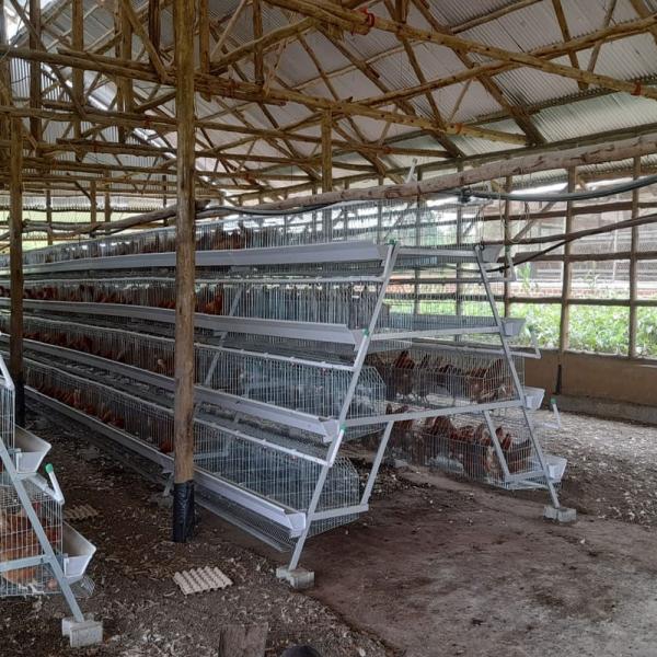 3 Tiers / 4 Tiers Hen Coop Layer Chicken Cage System A Type