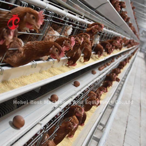 Camada galvanizada quente do bom preço que cultiva o tipo venda Adela do sistema A da gaiola