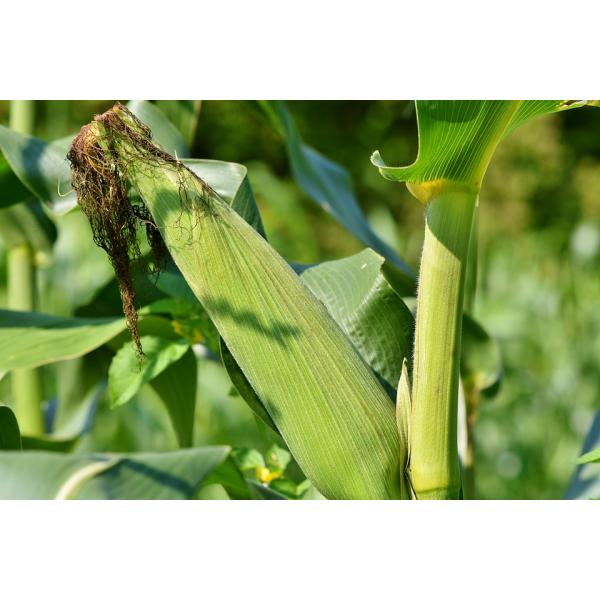 Bagease Bagplastics Biodegradable polythene cassava grocery bio carry degradable plastic bag corn starch shopping bags