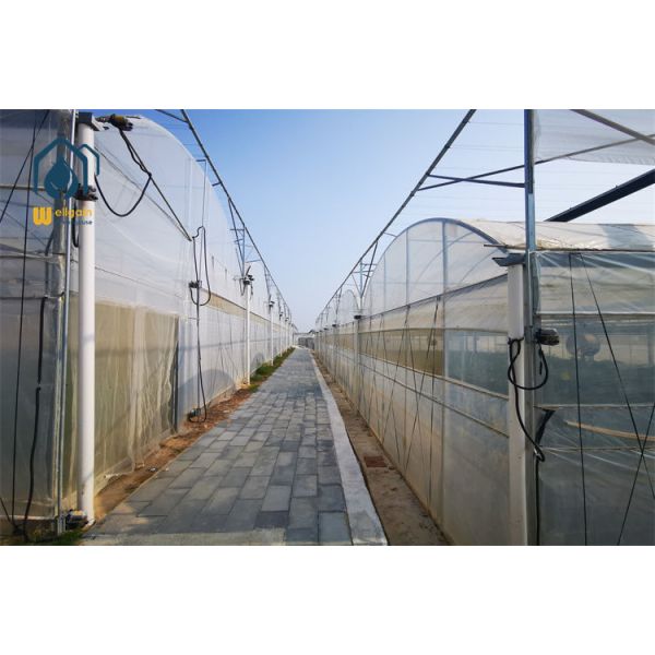 Complete Hydroponic Multi Span Greenhouse with Nutrient Delivery and Recirculation System...