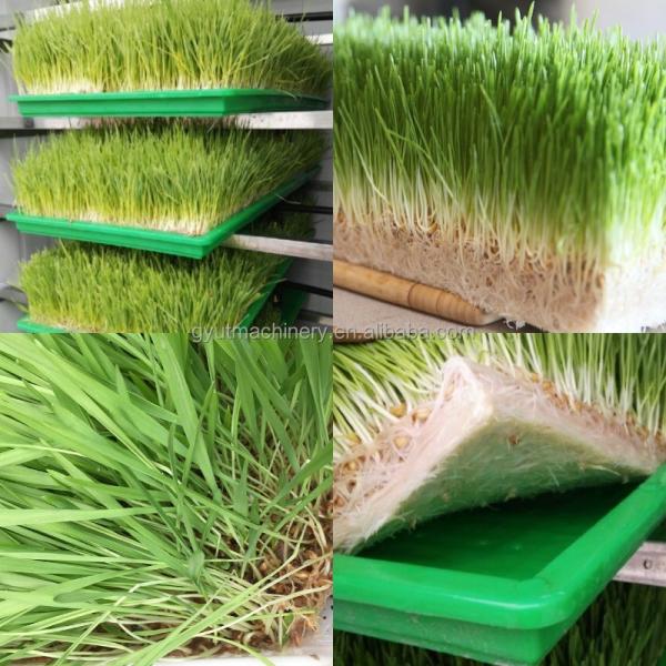 Barley Grass Growing Made Simple Hydroponic Fodder System with Fast Production Cycle