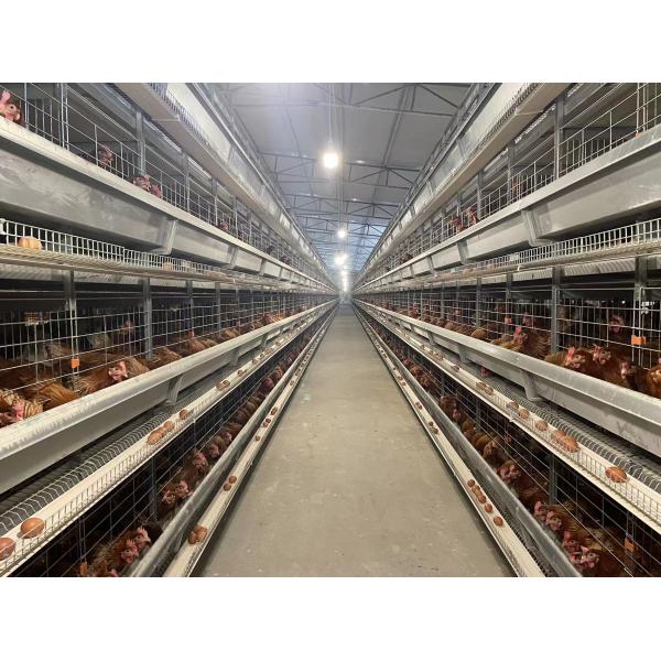 Commercial H Type Chicken Wire Cage / Layer Hen Cages Long Service Life