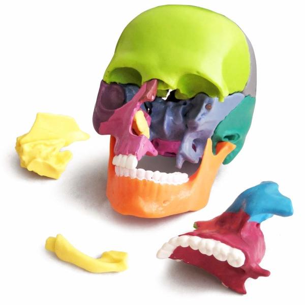 Verisimilitude Accurate Color Flexible Medical Dental Clinic Teaching Equipment 15 Pieces Exploded Head Bone Model