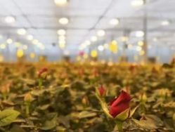 Система освещения контейнерного хозяйства с прогнозируемым сроком доставки и низкой стоимостью доставки