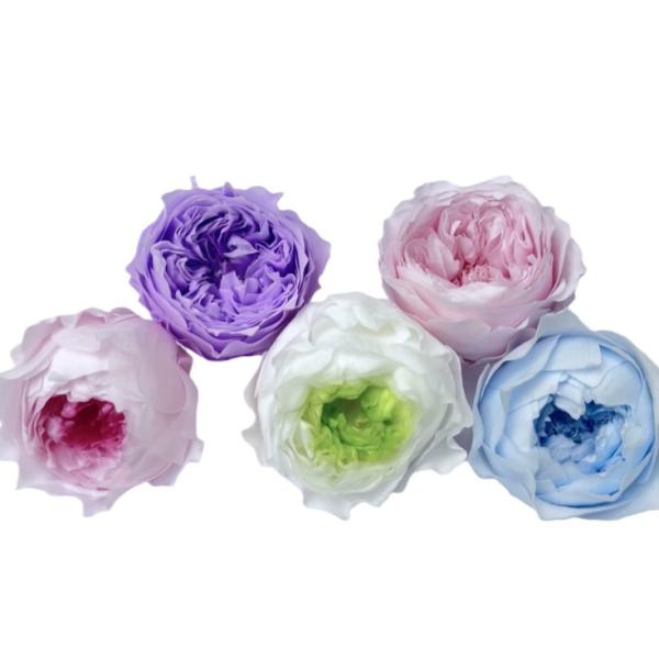 Eternal Rose Austin 8 pièces, cadeau haut de gamme matériaux de bricolage, fleurs séchées en gros, bulles de chocolat