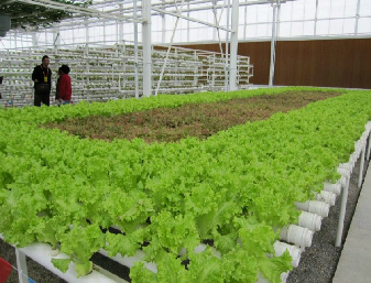 Serre hydroponique commerciale de Sainpoly pour la culture de laitue