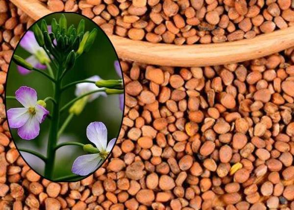 Semen Raphani Healthy Edible Oil Contains 86.16% Unsaturated Fatty Acids