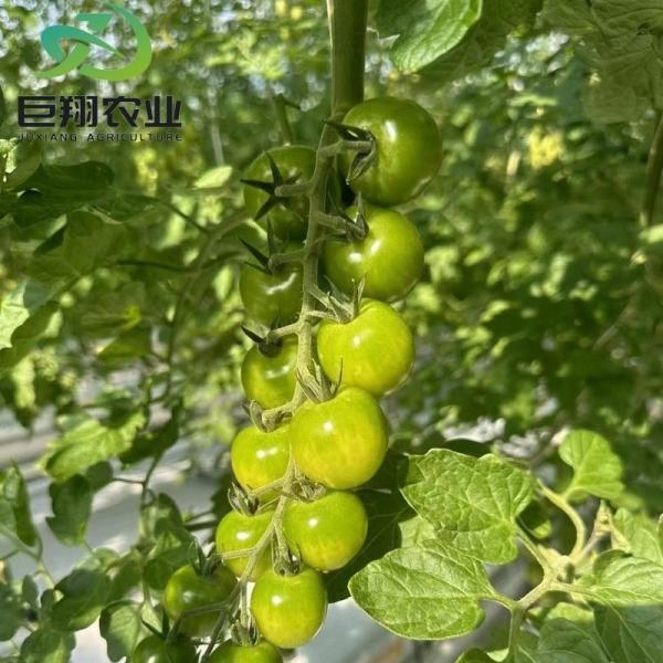 Estufas hidropónicas espaciais com parede de vidro Venlo de camada dupla e aquecimento contínuo