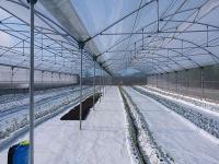 Serre en PVC pour l'agriculture Serre polytechnique pour la culture de tomates
