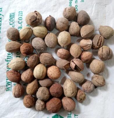 Dessiccateur de aération médical de couche horizontale du paddy 6.6L/H d'herbes