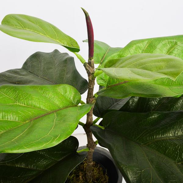Modern Plastic Fiddle Leaf Fig  Outdoor Landscaping Garden Decor