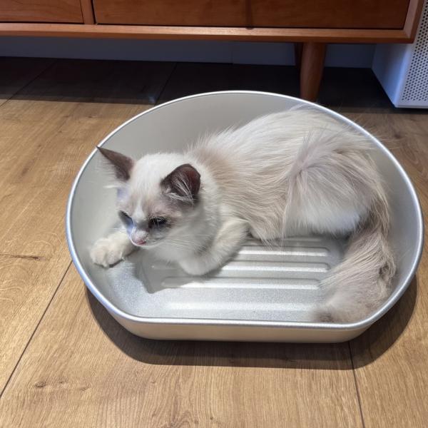 Stay Cool this Summer with Our Cooling Cat Pot Acceptable OEM ODM Aluminum Basin