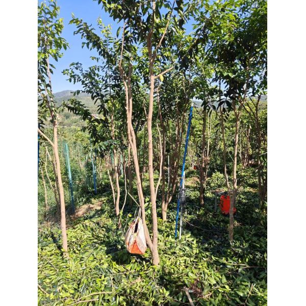 Guangdong Agarwood Oud Tree 10 Meters Planting Saplings White Sandalwood Seedling
