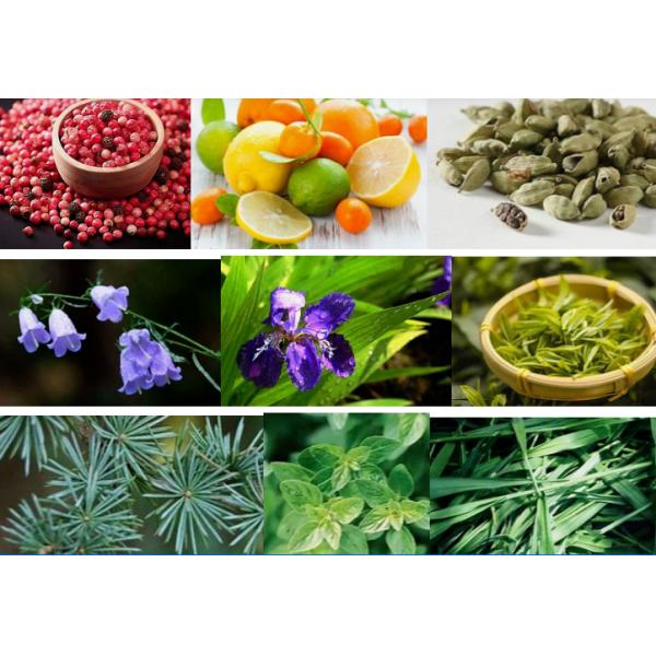 Bur Berry Perfume Essence For Softener & Soap With Free Sample