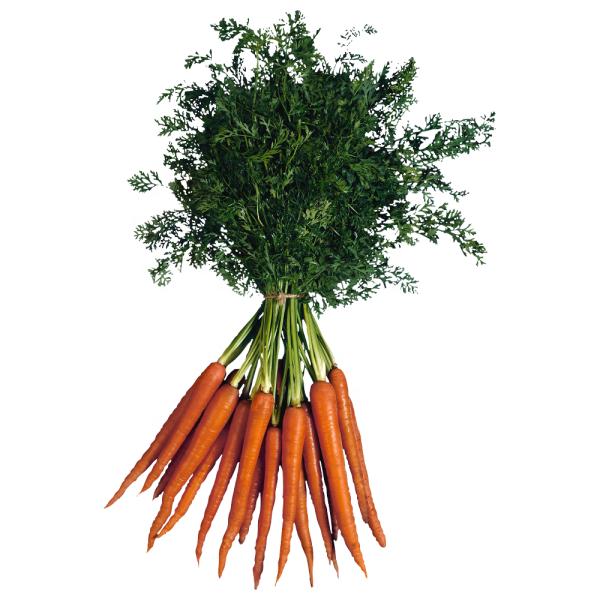 Fresh carrot from China newest harvesting wholesale carrots price per ton
