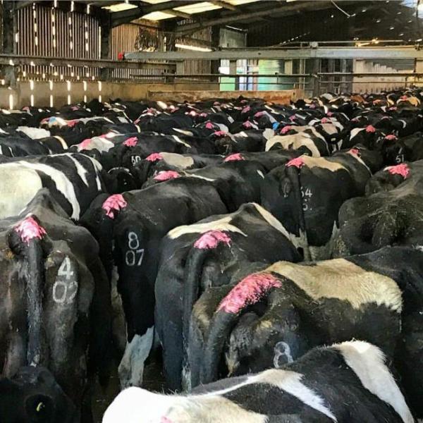 Сопротивление погоды краски высокого отражательного поголовья отмечать для скотин овец свиньи