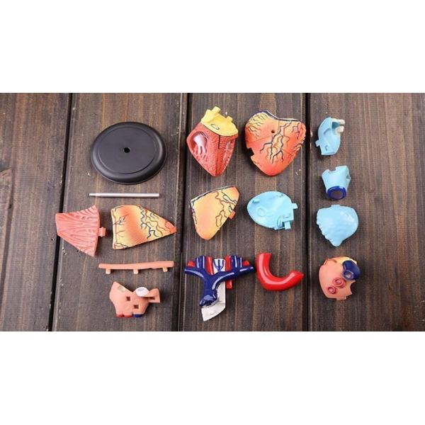 31 Parts 4d Master Human Anatomy Models As Children Toy