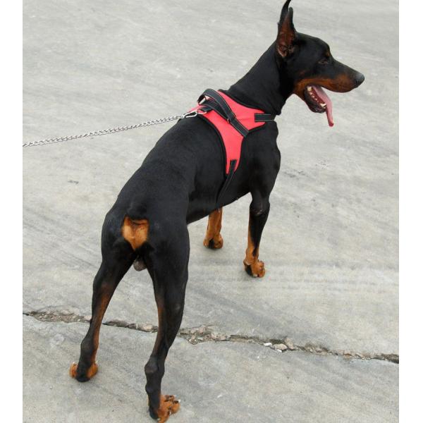 Durable Design Breathable Pet Dog Adjustable Vest Harness Outdoor Walking Jogging