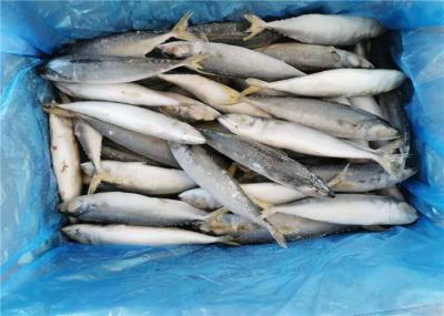 Cavala congelada fresca dos peixes 110g 130g de IQF para o hotel