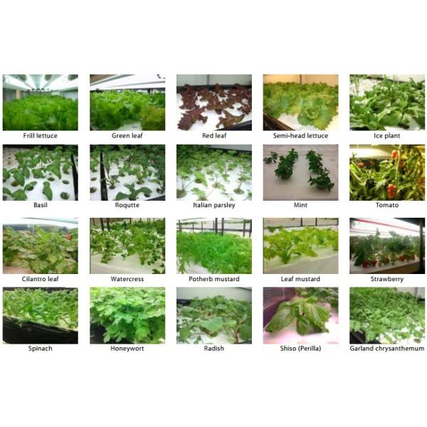 завод салата листовой капусты 150*60cm крытый обрабатывая землю Hydroponic растет камера 3 слоя