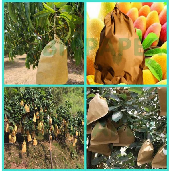 56 грамм водонепроницаемая восковая покрытая бумага для защиты манго 300 x 370 мм