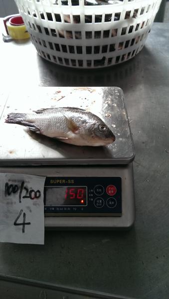 Frozen Tilapia Whole Round Size 100-200