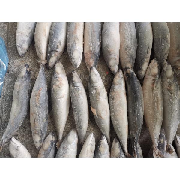 BRC аттестовало рыб скумбрии IQF BQF свежих Тихих океан