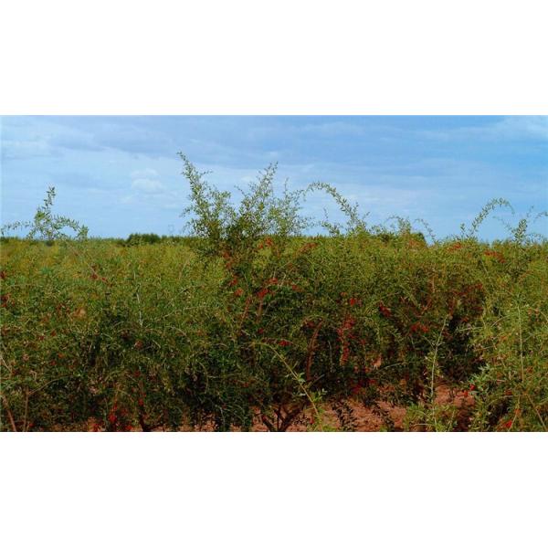 Hot Selling New Fresh Organic Dried Fruit Chinese Goji Berries