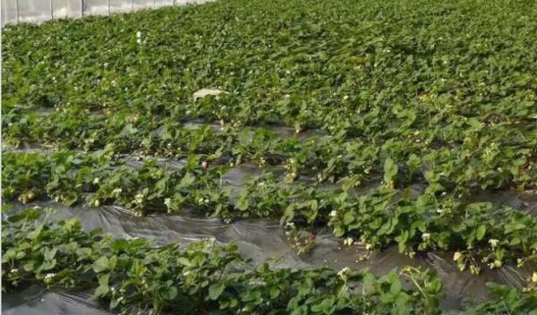 PE plástico do mirtilo da morango do filme preto de prata da agricultura protetor