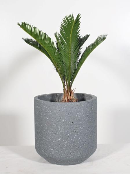 Wholesale Real Plant Display With Fiber Clay Planters Decoration