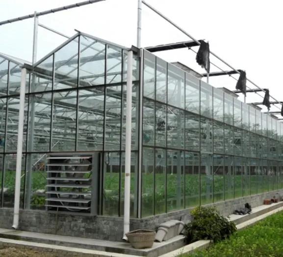 Galvanized Steel Agricultural Glass Greenhouse Venlo / Gothic